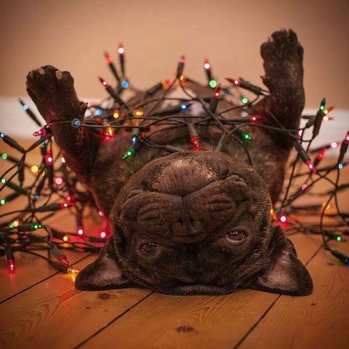 french bulldog christmas decor French Bulldog In Christmas Lights Pictures, Photos, and Images for Facebook, Tumblr, Pinterest