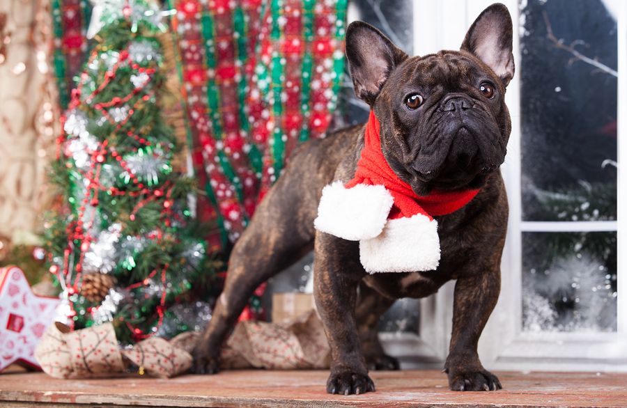 french bulldog christmas decor 7 EyeCatching French Bulldog Christmas Decorations