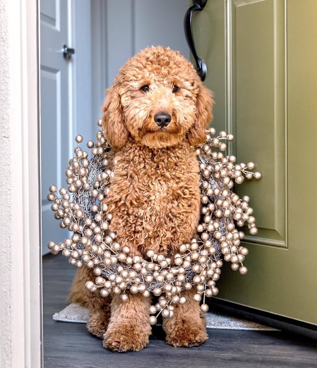 golden doodle christmas decor 756 Likes, 20 Comments Bacon The Goldendoodle Dog (bacon.the.doodle) on Instagram “I'm rea