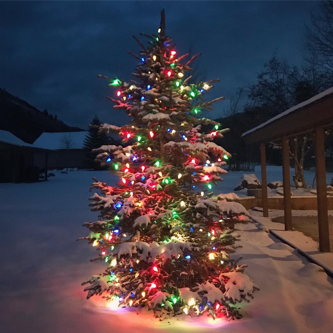 outdoor christmas decor trees 40+ Incredible Outdoor Christmas tree Decorations for the Creative Souls