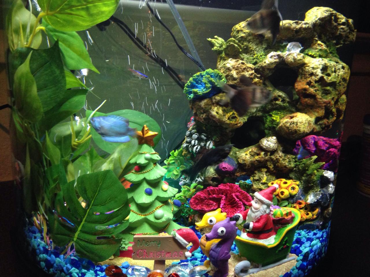 christmas fish tank decor Christmas Theme Tank Fish Tanks, Aquarium Fish, Sea Life, Christmas Themes, Bowls, Seasons