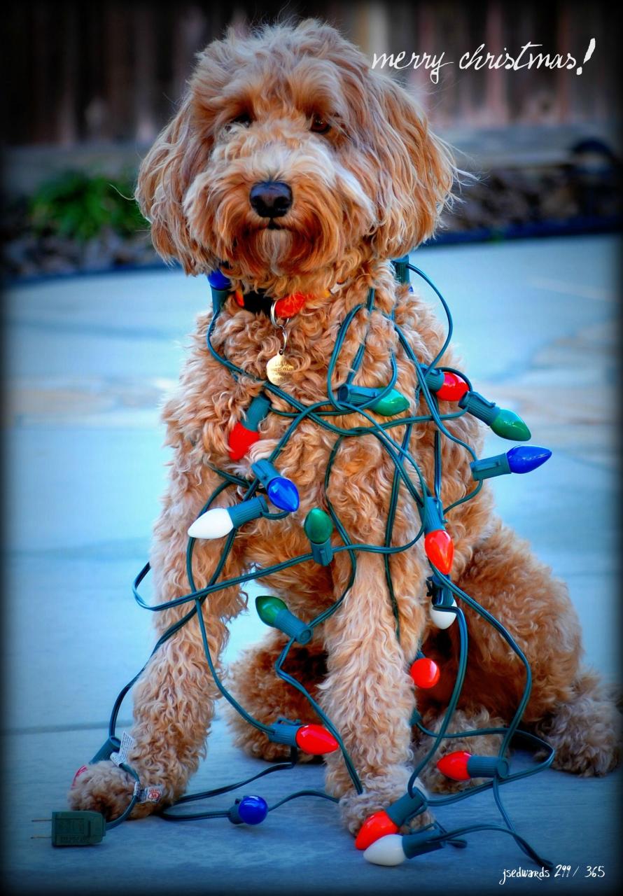 golden doodle christmas decor Christmas goldendoodle Dog christmas photos, Dog christmas pictures, Merry christmas dog