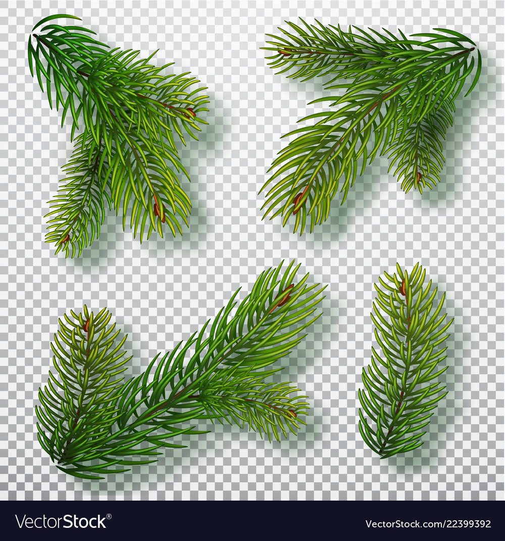 christmas tree decor branches Christmas tree branches set for a christmas decor Vector Image