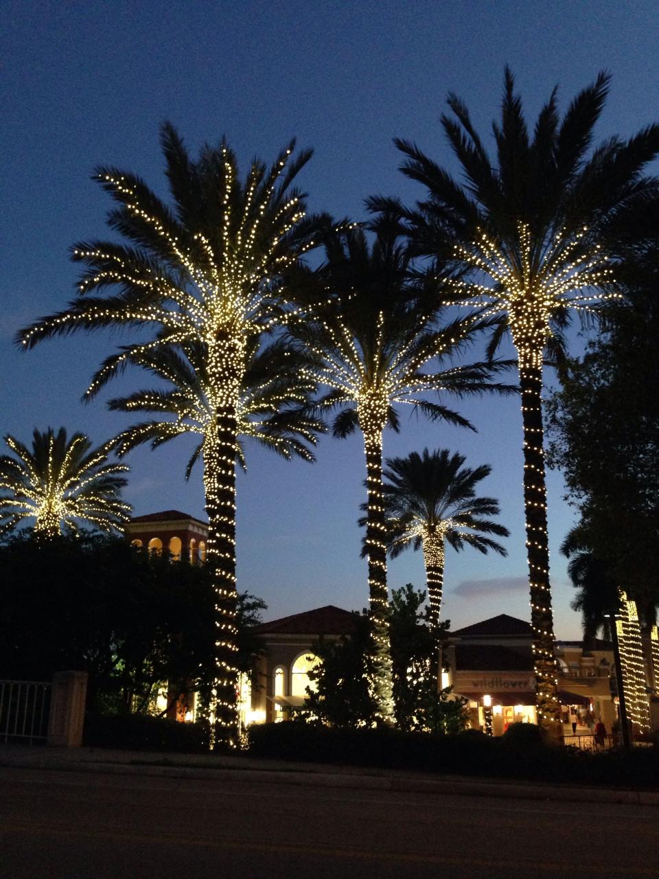 palm tree christmas decor Lights on Palm trees. Palm tree lights, Outdoor christmas lights