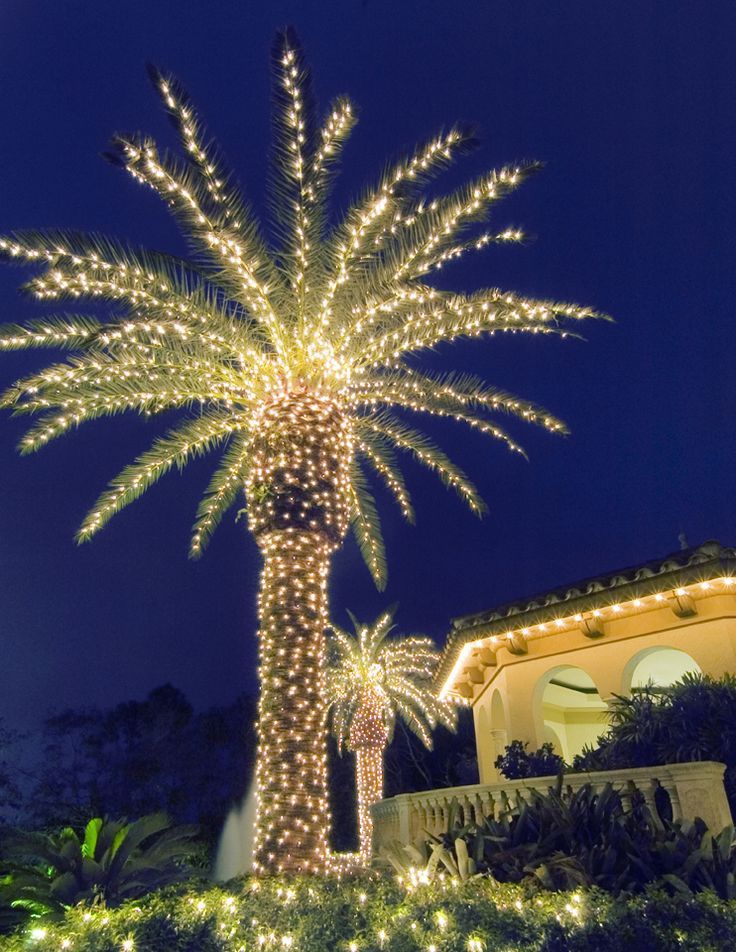 palm tree christmas decor Pin by Julie Ann on Christmas Decorating Outdoor christmas lights