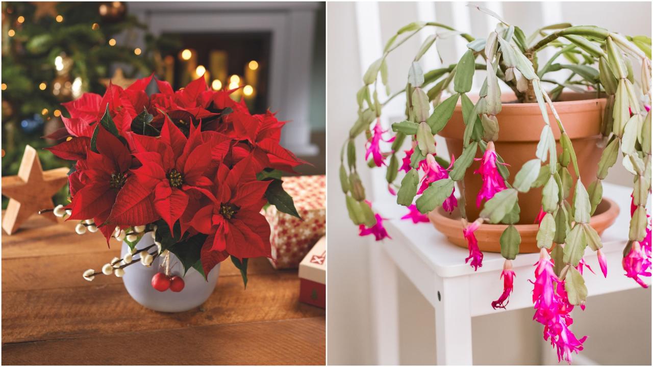 christmas plant decoration ideas How to Decorate with Plants at Christmas 5 Amazing Christmas Ideas