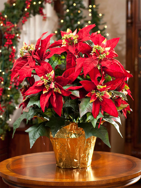 christmas plant decoration ideas 10 Wonderful And Popular Christmas Plants For More Beautiful Home The