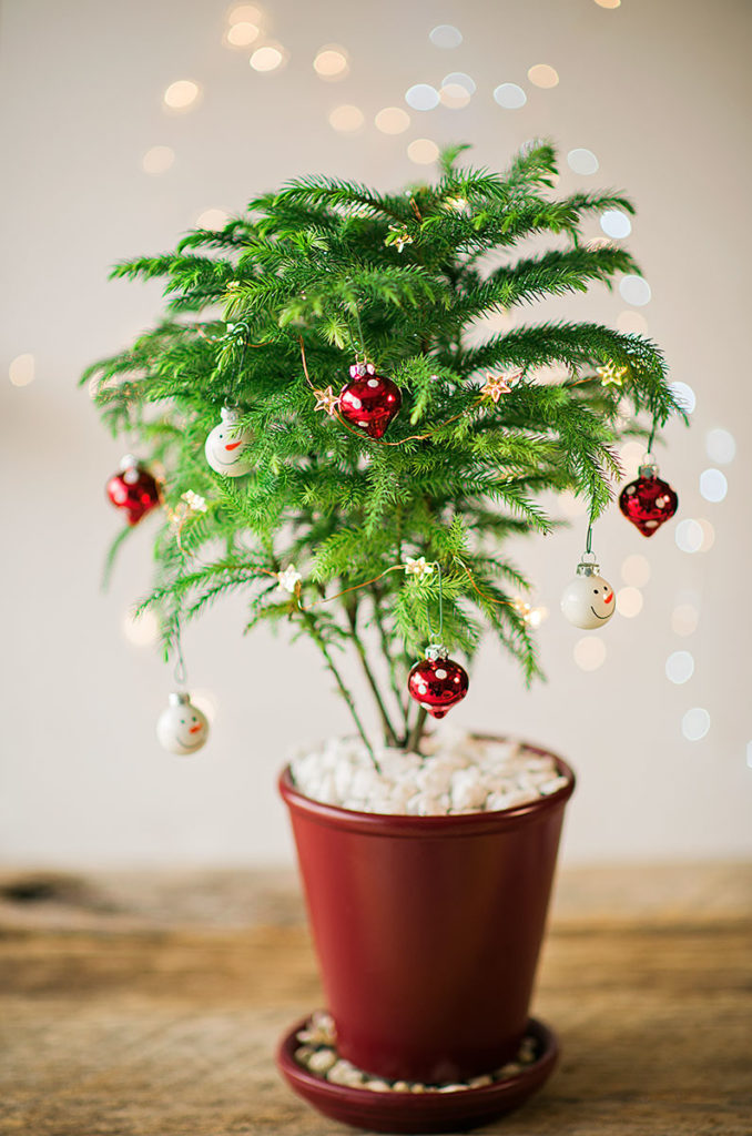 christmas plant decoration ideas Creative Ways to Decorate with Plants this Christmas Flower Patch