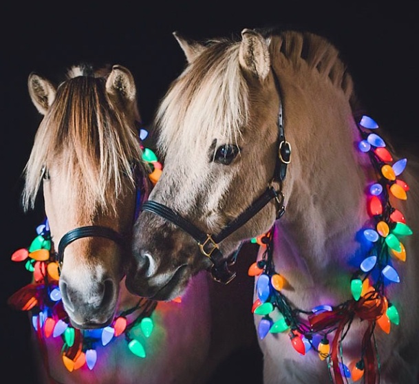 christmas decor for horses 15 ReaderSubmitted Horse Holiday Decorations HORSE NATION