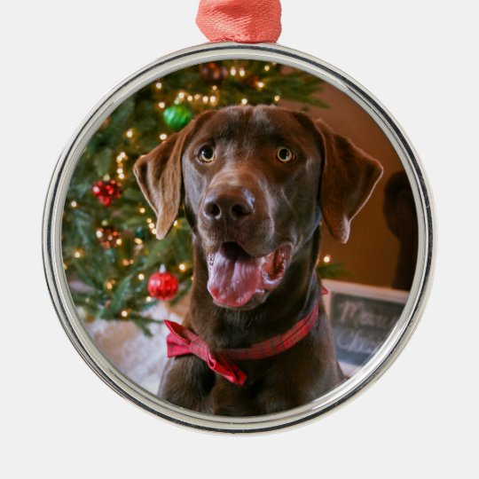 chocolate lab christmas decor Chocolate Lab Christmas Ornament