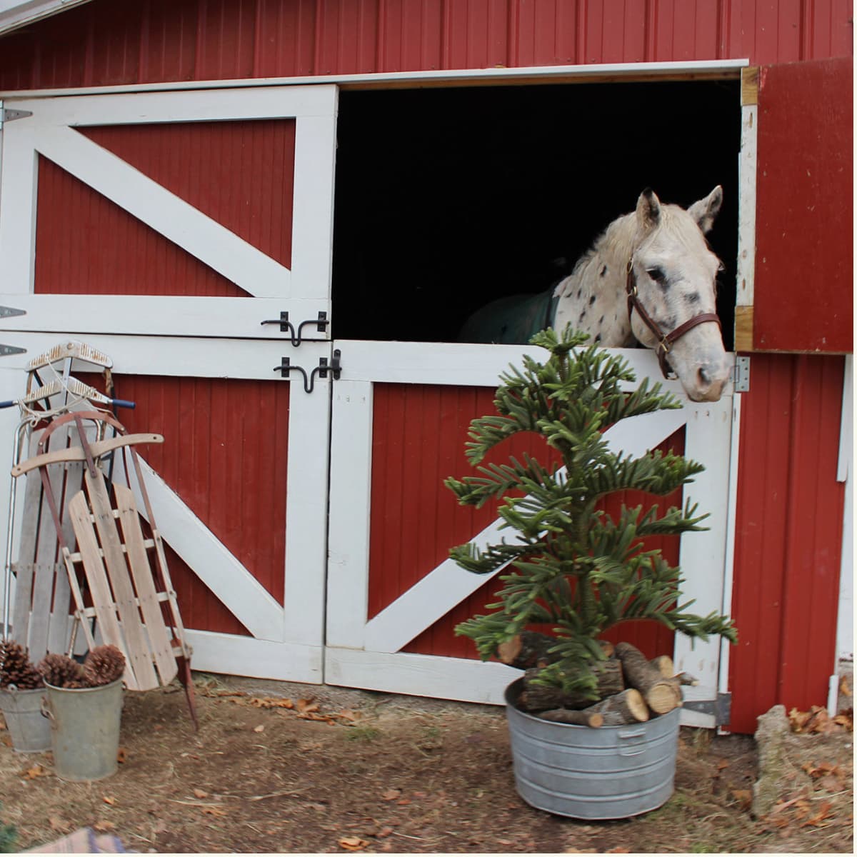 christmas decor for horses 14 Ideas for Stylish Horse Christmas Decorations Hawk Hill